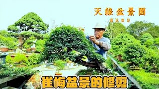 养好雀梅盆景并不难，简单聊聊关于雀梅的修剪和养护