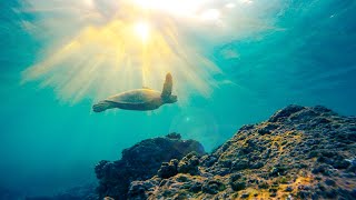Underwater Music - Dolphin & Whale Sounds: Relaxing Music for Harmony of Inner Peace