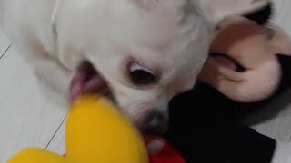 angry white chihuahua soonsim