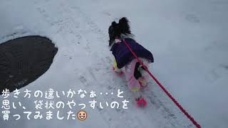 新しいブーツで雪道の散歩。Mix小型犬 ﾏﾙｷｰ(ﾏﾙﾁｰｽﾞ×ﾖｰｸｼｬｰﾃﾘｱ)のネム、ﾁﾜﾌﾟｰ(ﾁﾜﾜ×ﾄｲﾌﾟｰﾄﾞﾙ)のムギ、ﾎﾟﾒﾁｰ(ﾎﾟﾒﾗﾆｱﾝ×ﾁﾜﾜ)のクウ。2018年1月7日