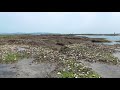 春は磯遊びの季節です！　タイドプールの小魚をすくってみよう！　和歌山釣太郎