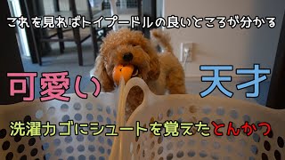 【かわいい 犬】言葉を理解してゴールシュートするトイプードル