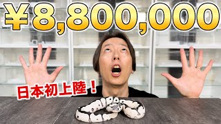 Introducing the Luxurious Snake Worth 8.8 Million Yen | Ball Python