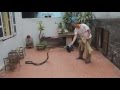 [DISCOVER VIETNAM] - Getting cobra soaked wine | Snakes wine in Vietnamese