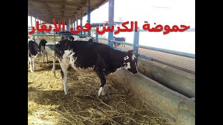 How do we know the cow has acidity or not? Prof. Dr. Ahmed Salama