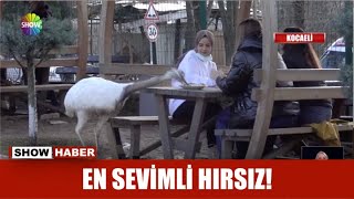 En sevimli hırsız!