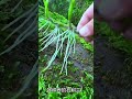 Let's see simple techniques grafting dendrobium plant on rock #orchid