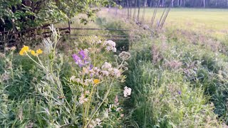 Midsummer magic: Swedish flower tradition on midsummer’s night.