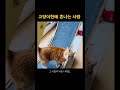 고양이한테 혼나는 사람을 보신적이 있나요.. 고양이 cat shorts