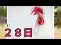 【２月２８日】今日は何の日？にわとりの日「なぜにわとりは朝になると鳴くの？！」