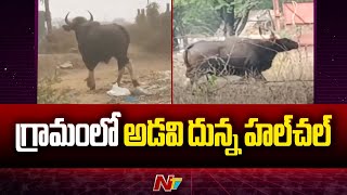 Kurnool: కుంకనూరులో హల్⁭చల్ చేసిన అడవి దున్న | Wild Buffalo | Ntv