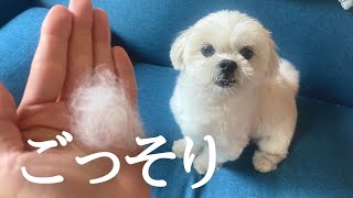 換毛期ないはずなのにごっそり毛が抜けるマルペキの犬 / マルチーズ×ペキニーズ