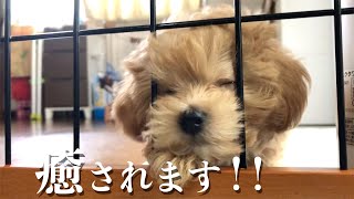 【日常】疲れが吹っ飛ぶほど癒してくれる子犬がこちらです。【マルプー/Maltipoo COCO】