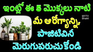 ఇంట్లో ఈ 5 మొక్కలు నాటి మీ ఆరోగ్యాన్ని, పాజిటివినీ మెరుగుపరుచుకోండి/Spiritual Plants #vastutips /new