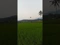 sawah yang memanjakan mata. pedesaan Indonesia