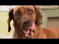 Chow Chow, Rhodesian Ridgeback, and Havanese Puppies  Too Cute! (Full Episode)