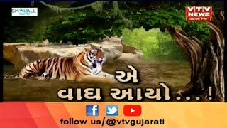 Tiger Zinda Hai! Debate on Tiger seen in Gujarat after decades near Santrampur Range | Vtv News