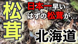 北海道の松茸！日本一早いはずの松茸が… 10月になってようやく出てきた！マツタケ