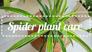 Spider plant care//স্পাইডার প্লান্টের যত্ন (মাটি,পানি,সার,আলো)