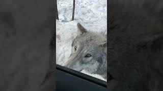 Couple encounter a big wild wolf