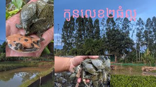 កូនកន្ធាយលេខពីរ សុខភាពល្អ ចេញទៅថ្មគោលបាត់ដំបង #កន្ធាយកម្ពុជា #គ្រួសារកន្ធាយ #របៀបចិញ្ជឹមកន្ធាយ