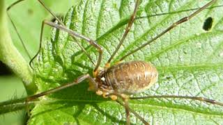 Harvestman  - Opilio canestrinii - Langleggur - Leggjakönguló - Pöddur