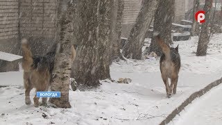 Вологжане жалуются на бродячих собак