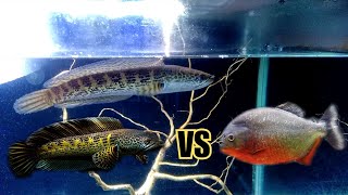 Channa auranti vs piranha _kasih makan channa pake ikan piranha