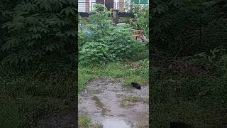 Cat hunting bird #shortvideo  #viral