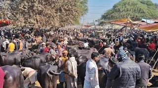 13 दिसंबर 2024 शुक्रवार पचोखरा पशु मंडी | pachokhara pashu mandi | pashu mandi | Buffalo Market