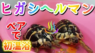 【ヒガシヘルマンリクガメ】 ペアで初温浴！！食事も！