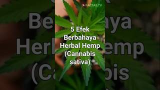 5 Fakta Menarik - Konsumsi Herbal Hemp (Ganja) sangat Berbahaya \u0026 Mematikan! #shorts #herbal #ganja