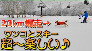 犬と一緒にスキー（野沢温泉スキー場）