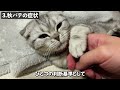 涼しくなってからが注意！猫の秋バテ対策３選