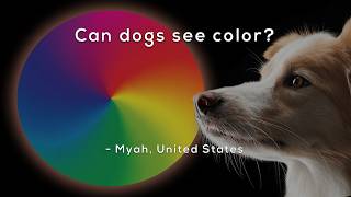 Can dogs see color?