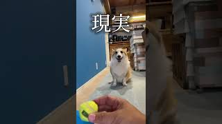 理想と現実は違うよね🥹 #corgi #コーギー #つーちゃん