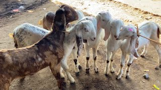 7/1/2025 AJMER BAKRA MANDI LIVE UPDATE/RAJASTHAN BAKRA MANDI/GOAT MARKET COVER WITH PRICE LIVE 2025