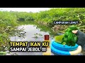 CAMPURAN LUMUT YANG SUDAH TERBUKTI AMPUH UNTUK UMPAN MANCING IKAN NILA