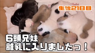 【フレンチブルドッグ】生後21日目！6頭兄妹の離乳の様子をお見せします！　#524