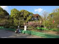 【4k60fps japan】flying around ueno park from a bird s eye view 鳥目線で上野公園を走り回る　 tokyomaps 上野公園