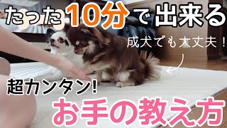 お手が全く出来ない3歳チワワがたった10分で出来るようになった超簡単な教え方【ノーカット】