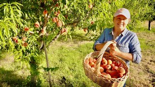 HOW TO FREEZE FRESH PEACHES  WITHOUT PEELING THEM | 2 WAYS