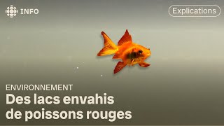 Poissons rouges : agréables à regarder dans un aquarium, mais indésirables dans les lacs