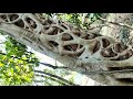 অদ্ভুত গাছ ৫০ বছরের পুরনো দেখুন 50 years old tree