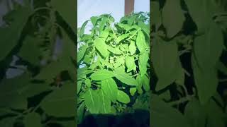 Happy Mothers! 9 Varieties of Salvia Divinorum