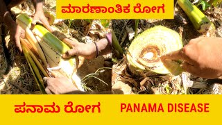 Panama Disease ಪನಾಮ ರೋಗ in Banana Farming