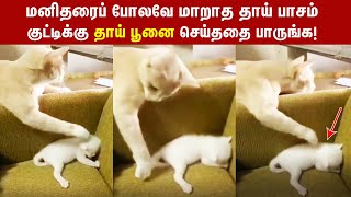 தன் குட்டிக்கு இந்த தாய் பூனை செய்ததை பாருங்க | A CAT'S MOTHERHOOD