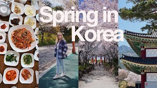 Cherry blossom season in Korea🌸visiting my boyfriend's hometown Mokpo, trip to Yeongam [KOREA VLOG]