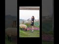 เทคนิคถ่ายกับน้องแกะ ตามคาเฟ่🐑 เทคนิคการถ่ายรูป ถ่ายรูป ถ่ายยังไงให้สวย ช่างภาพ