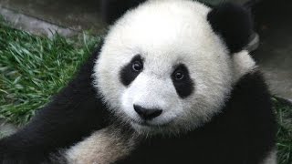 Miroslav Bobek: Kdy bude panda v Zoo Praha?